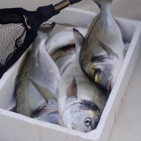 By The Sea--bougainvillea *